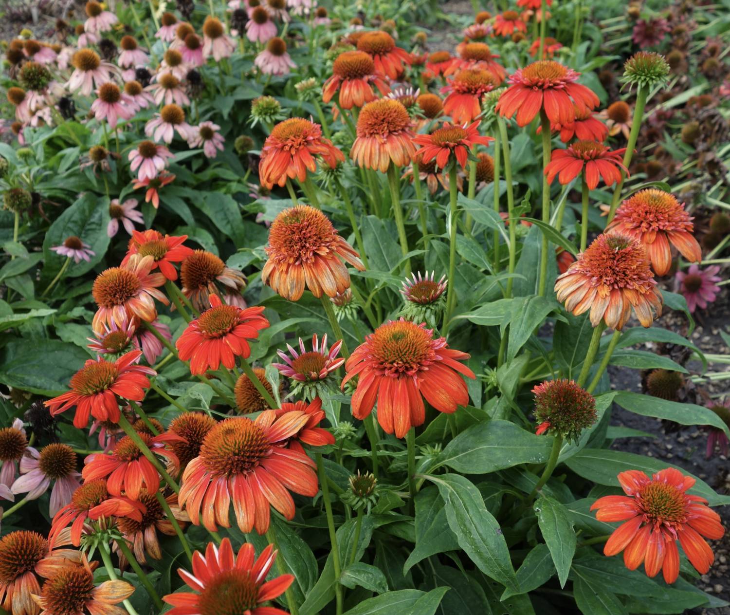 Echinacea Sombrero Fiesta Orange