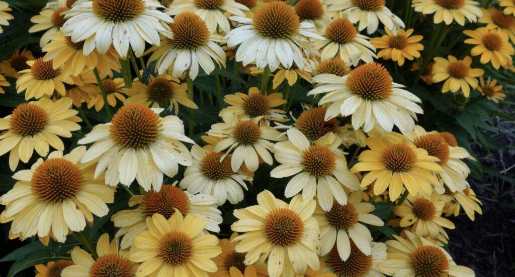 Perpetual Perennial Performers — 2018 Trials