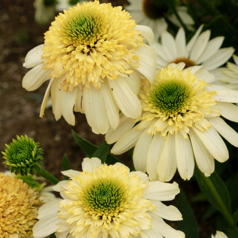 light yellow echinacea flowers