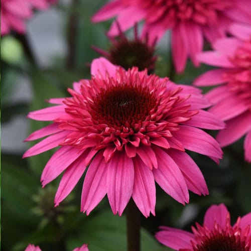 Echinacea Double Scoop Watermelon Deluxe Bloom