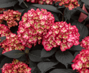 Bailey Nurseries. Hydrangea Eclipse.