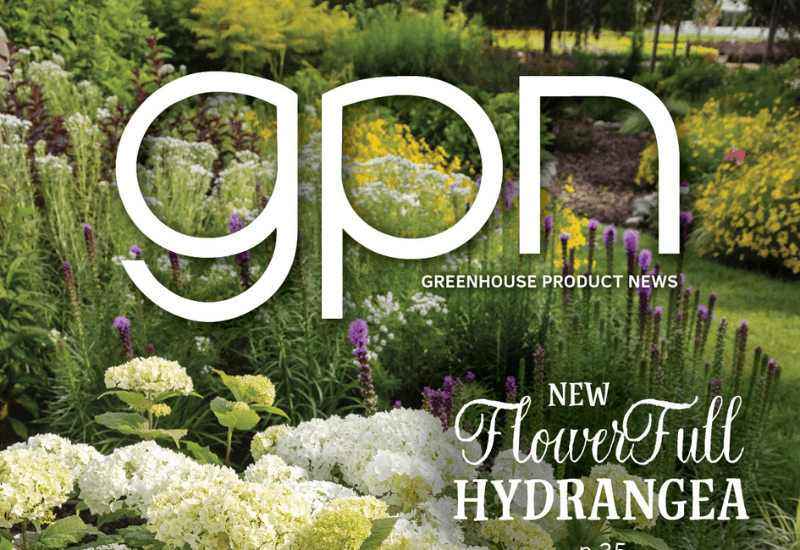 Editor’s Letter: Summertime decisions