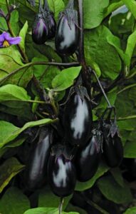 eggplant-patiobaby-panamericanseed