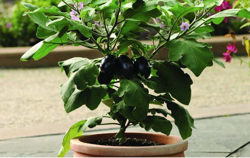 Vegetable Trends: Veggies in the City