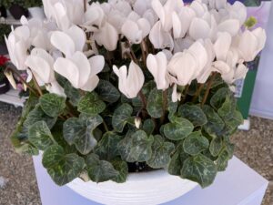 Elegante cyclamen