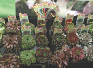 Emerald Coast Growers featured its Chick Charms.