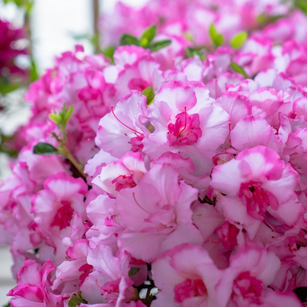 Azalea Encore Autumn Kiss from Plant Development Services