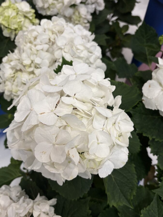 white hydrangea flower cluster