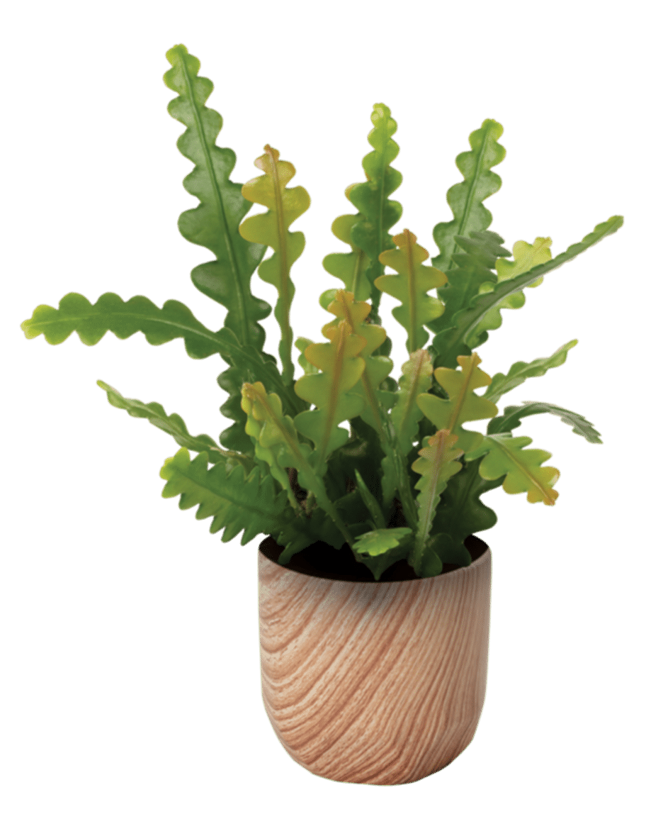 Epiphyllum Anguliger
