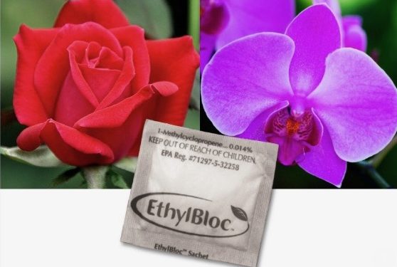 OASIS Now Offering EthylBloc Sachets