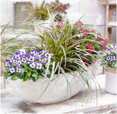 EverColor Carex Line Expands