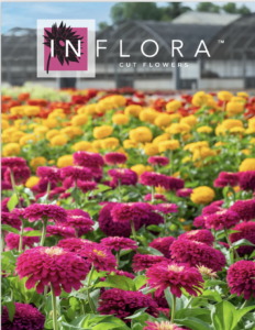 Express Seed has released a cut flower catalog for InFlora Cut Flowers.