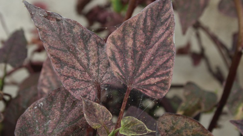 Dr. Bugs: How Pesticides Influence Spider Mites