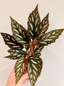 A favorite new begonia.