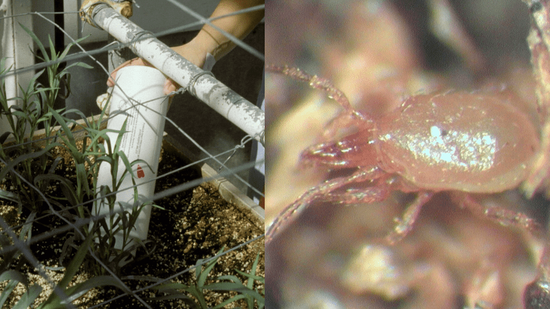 Dr. Bugs: Stratiolaelaps scimitus