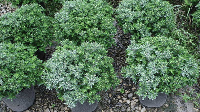 Dr. Bugs: Can plants influence susceptibility to insecticides?