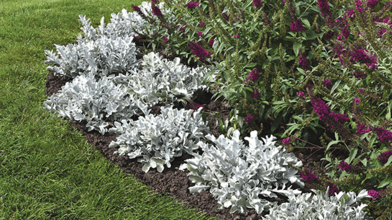 Culture Report: Centaurea ‘Silver Swirl’