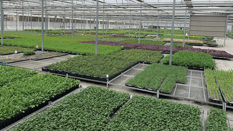 Grower Success Stories: Where horticulture meets ecology