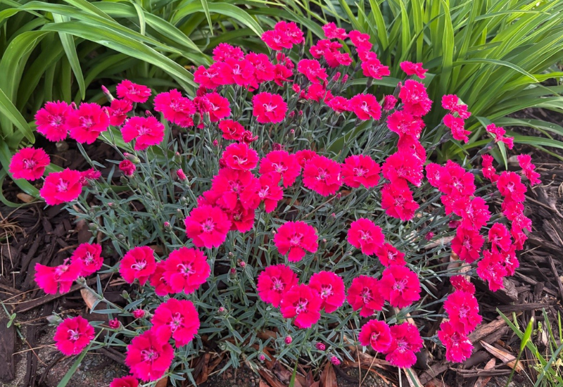 GardenChoice partners with Raker-Roberta’s for dianthus