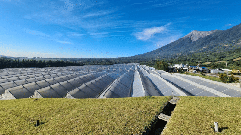 Dümmen Orange makes management changes on Central American farms