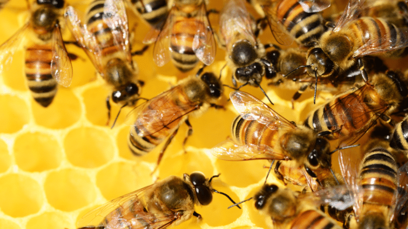 Researchers protect honeybees with antiviral treatment