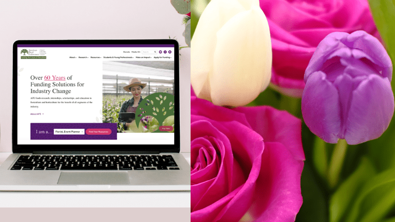 AFE reveals new accessible website