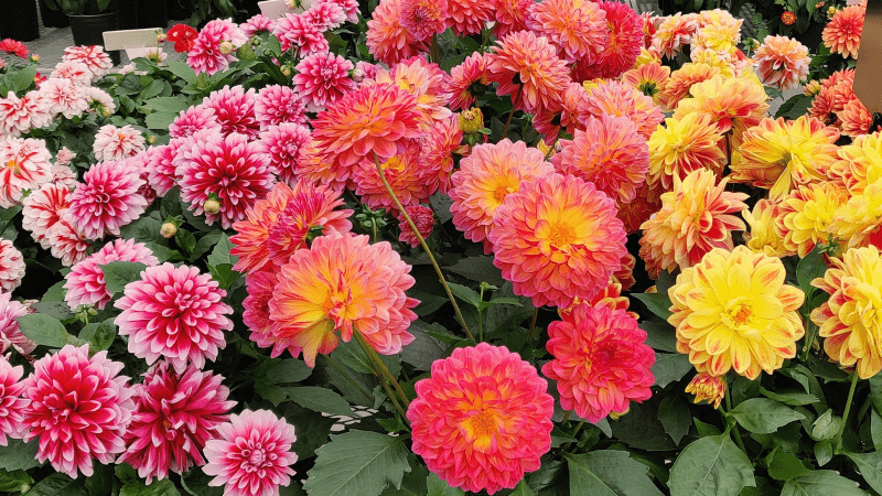 CAST 2024 new variety preview