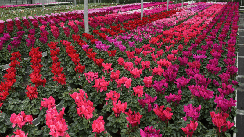 Culture Report: Cyclamen