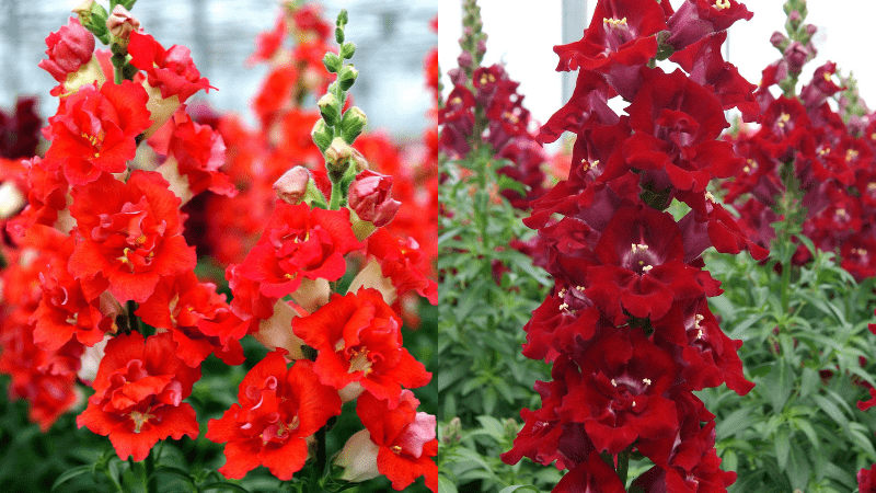 Culture Report: Snapdragon DoubleShot series