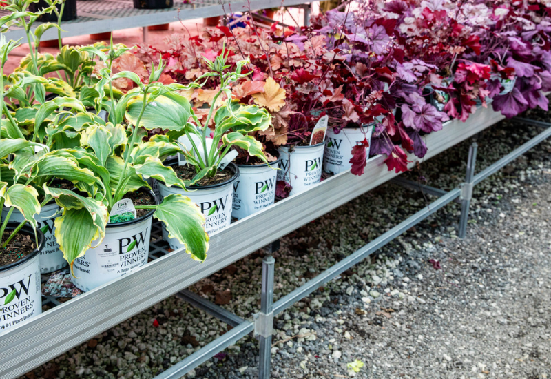 Perennial plant spending trends show strong outlook
