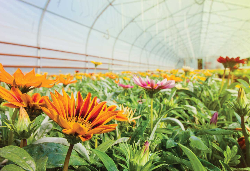 Moa Technology discovers new amplifier weed control category