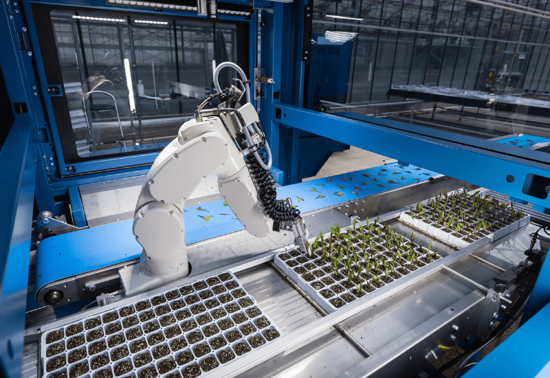 New sticking machine saves on greenhouse labor