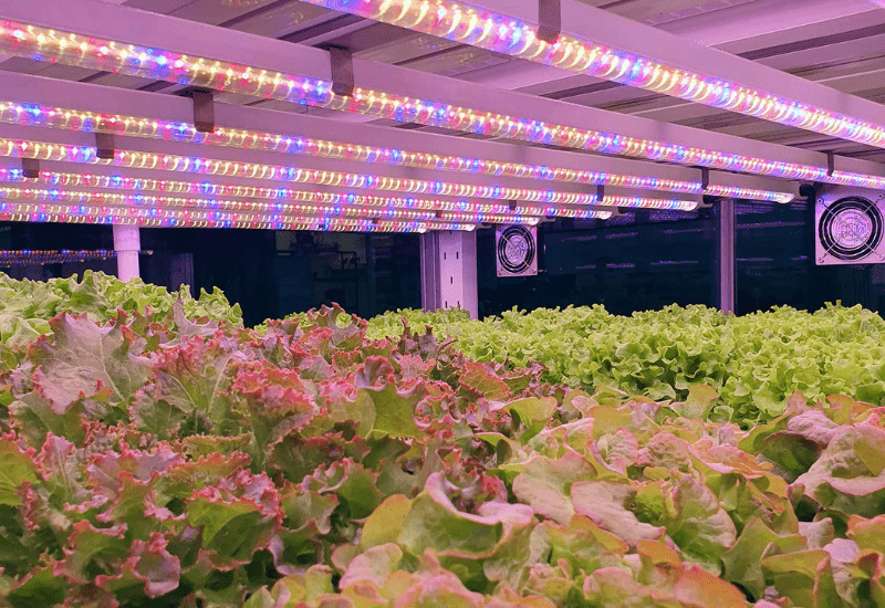 Technically Speaking: Extended photosynthetically active radiation (ePAR) can increase plant growth