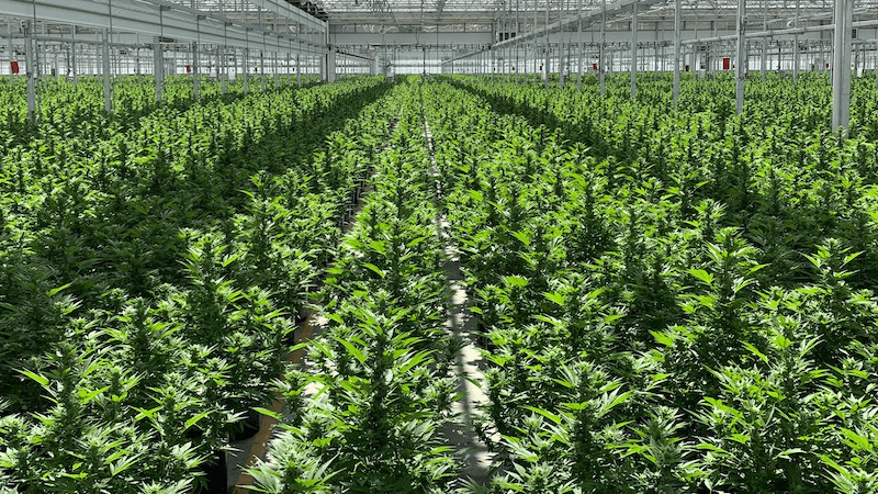 Hemp production value drops 71%, USDA finds