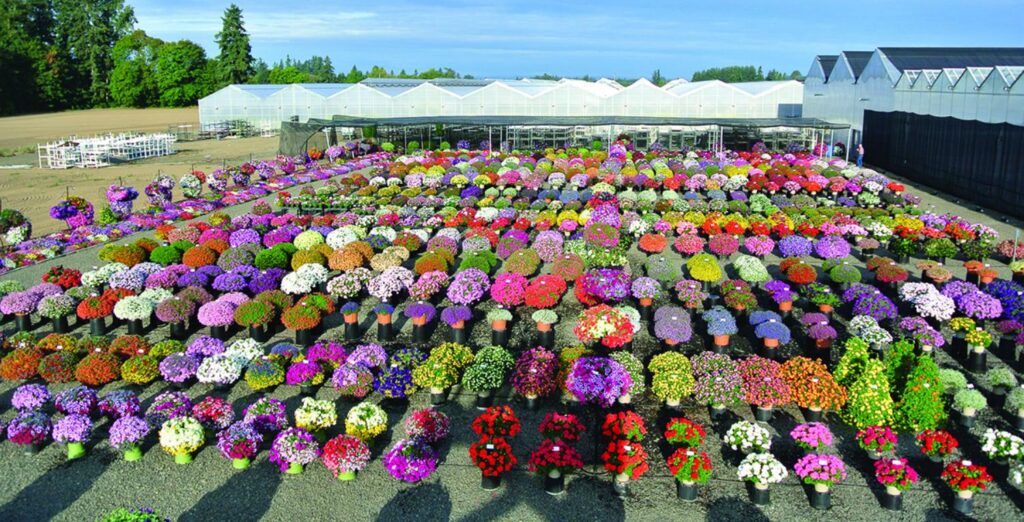 AAS Introduces First Winners for 2016 Garden Season