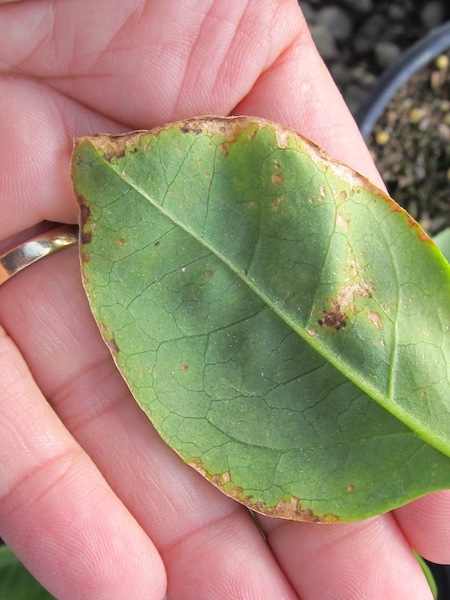 2019 Update: Bacterial Leaf Spots and Blight