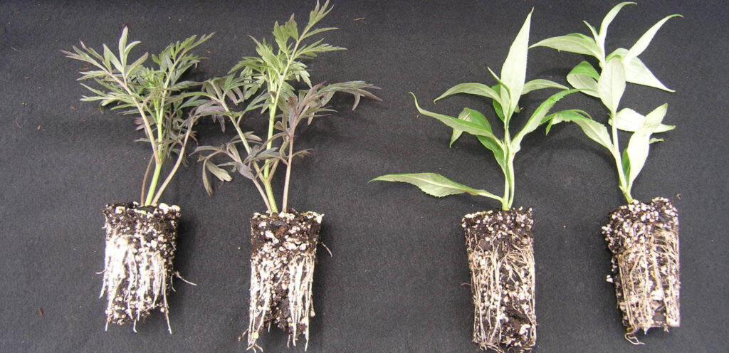 Seeing Inside Your Container Media