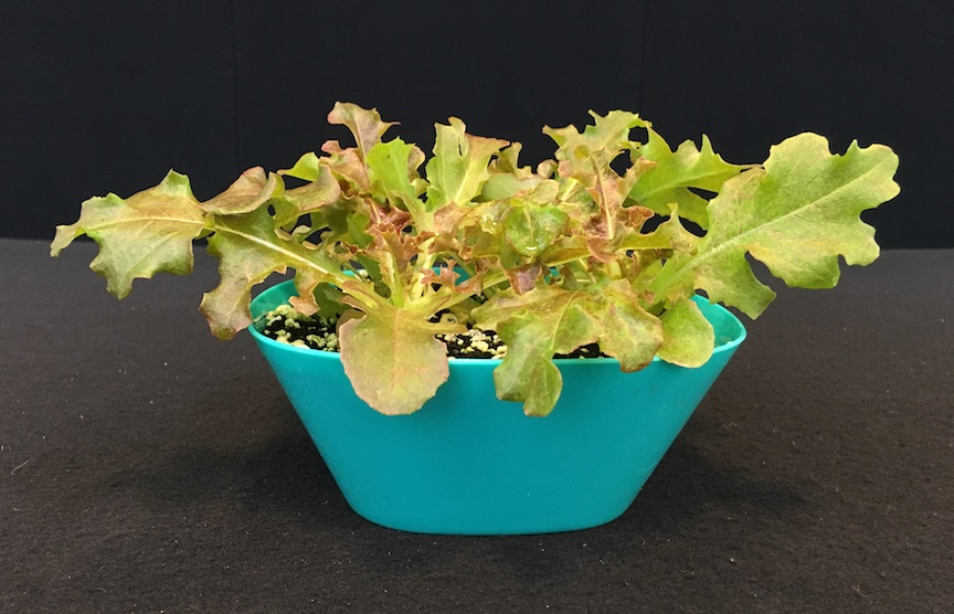 Getting a Piece of the Indoor Food Gardening Market