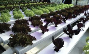 Figure 2. Lettuce in nutrient film technique (NFT) channels