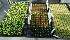 Figure 3. Lettuce seedlings
