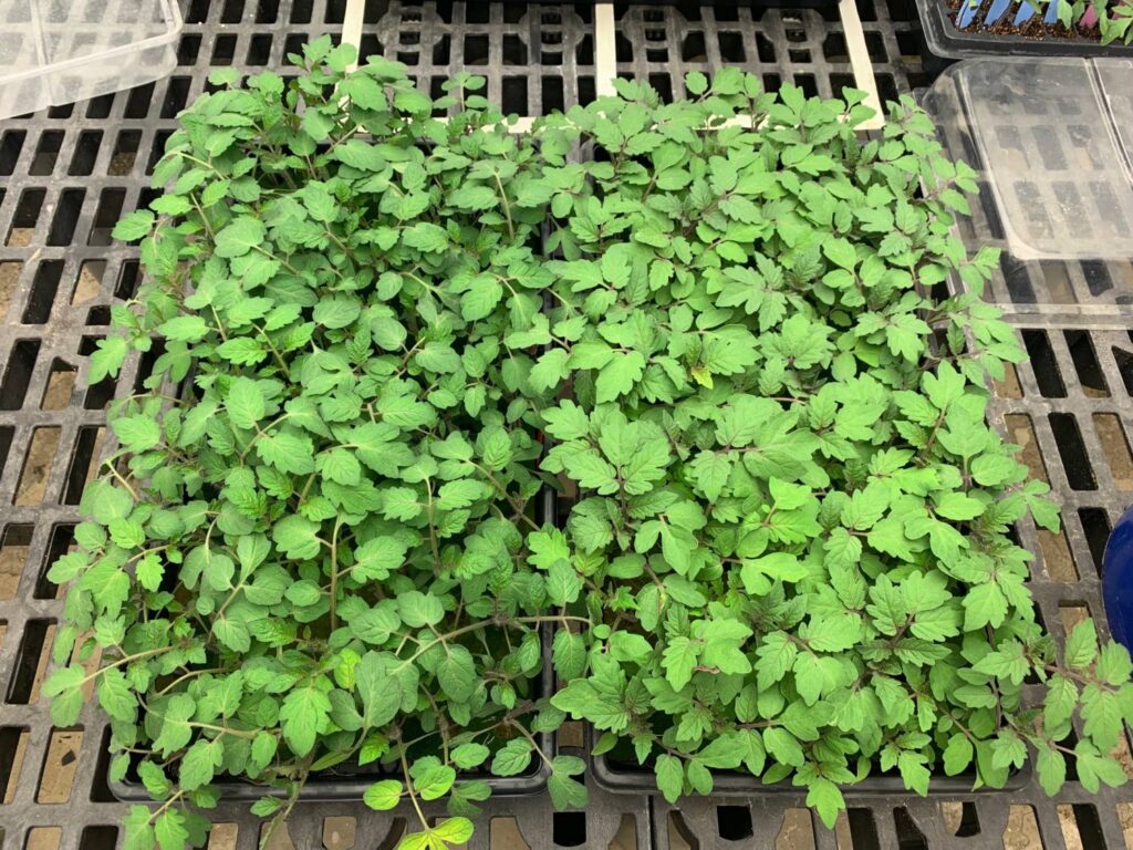 A Guide to Grafting Tomatoes: Cornell’s Tips for Success