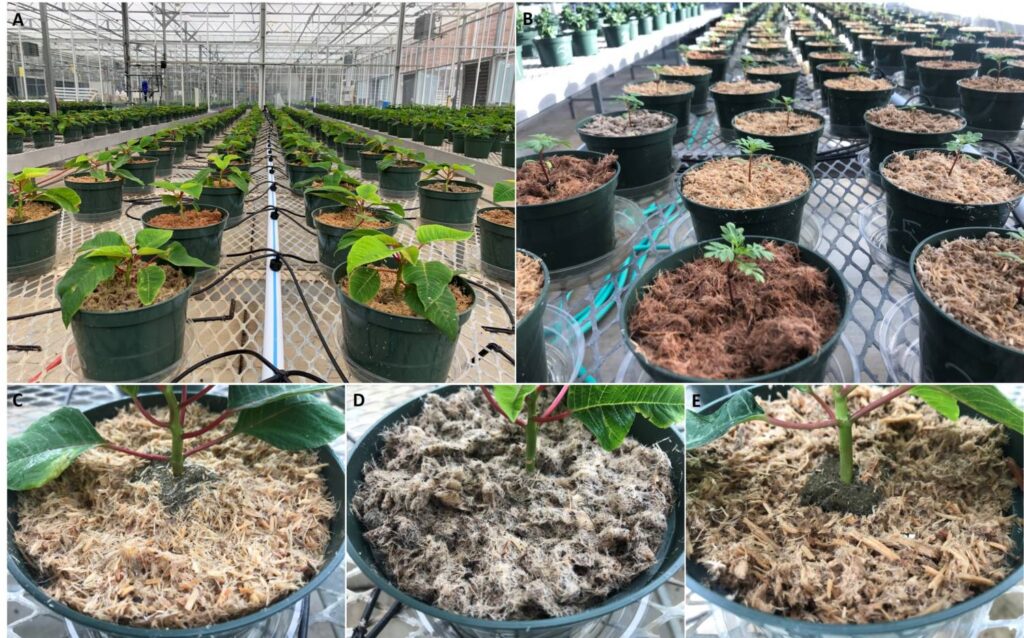 Preconditioning Wood Substrates for Greenhouse Crop Production