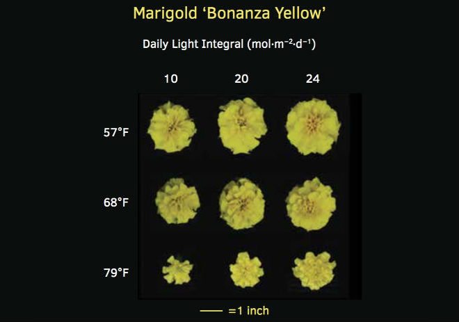 Managing Temperature to Balance Crop Quality and Timing