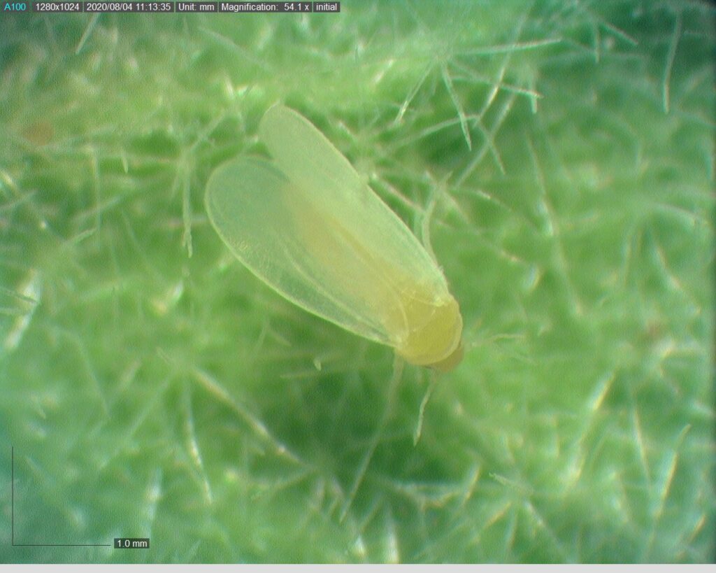 Biological Control Agents for Whiteflies