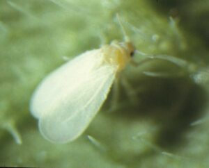 close up of plant pest with wings