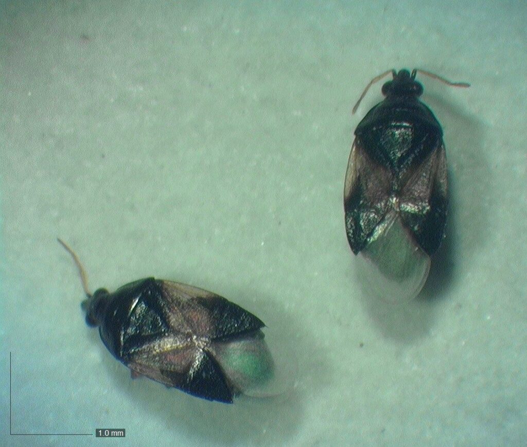 Insidious Flower Bug