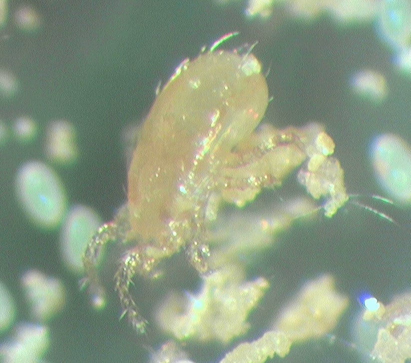 Dr. Bugs: Biological control agent of Western flower thrips