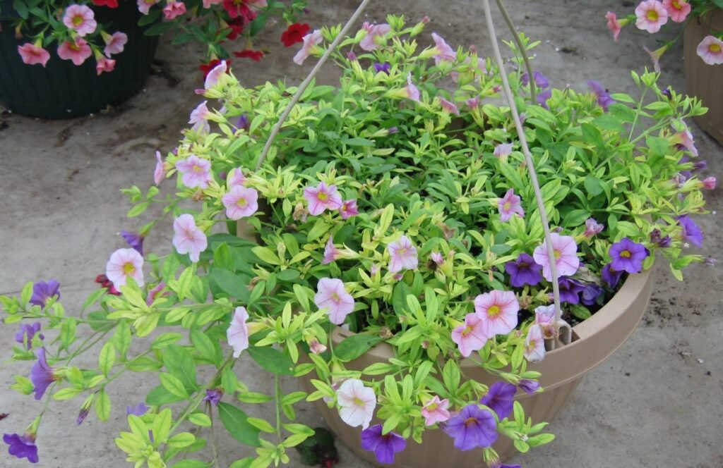 Greening Up Calibrachoa & Petunia