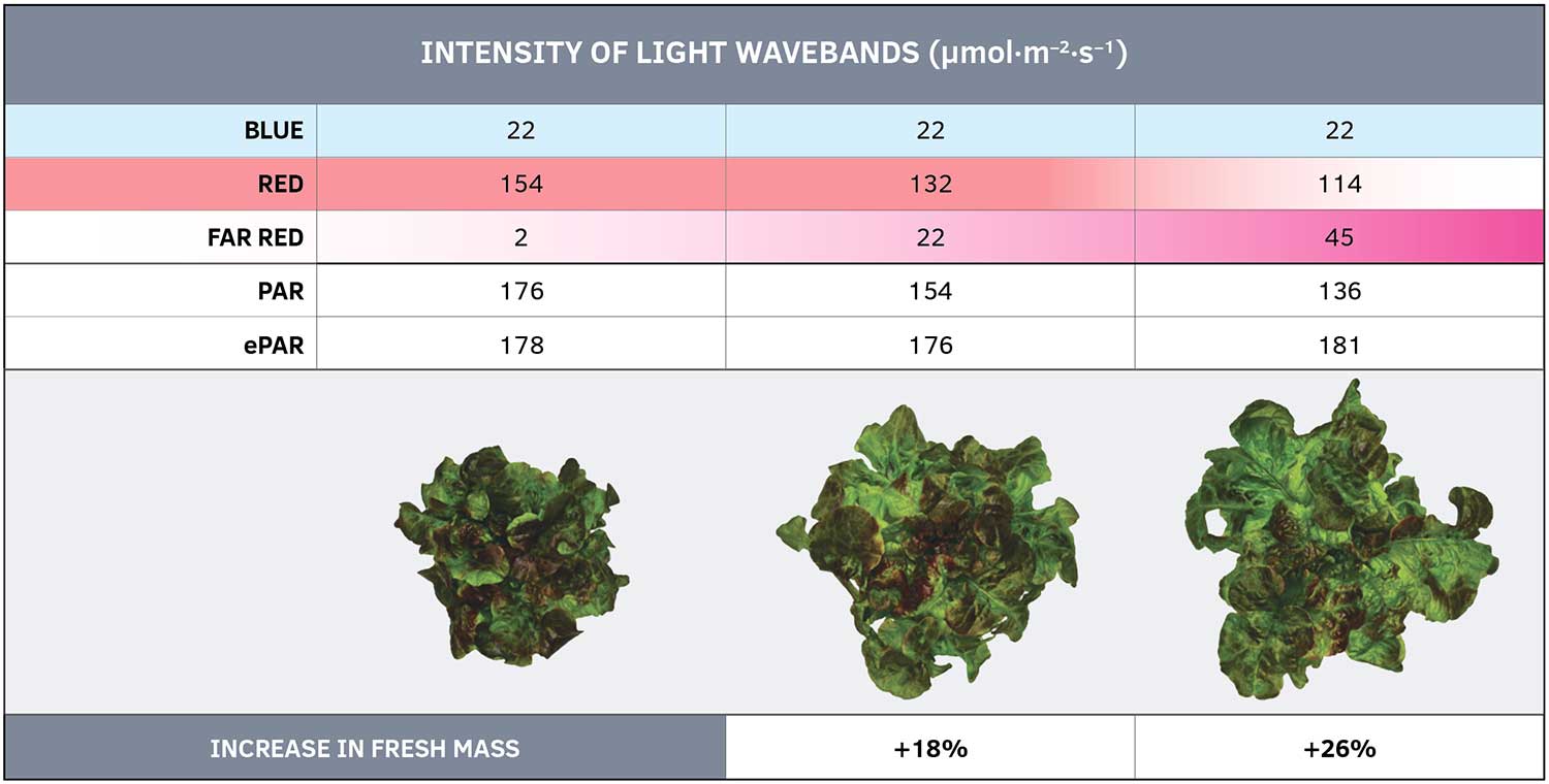 Figure 1. Lettuce ‘Rouxai’ grown at 73° F had 18% or 26% more shoot mass when red light was partially substituted by far-red light. Thispartial substitution decreased the intensity of photosynthetically active radiation (PAR) while extended PAR (ePAR) was similar among treatments. Data by Erik Runkle and Nathan Kelly.