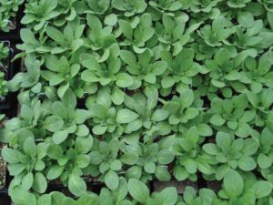 small, green plants without flowers